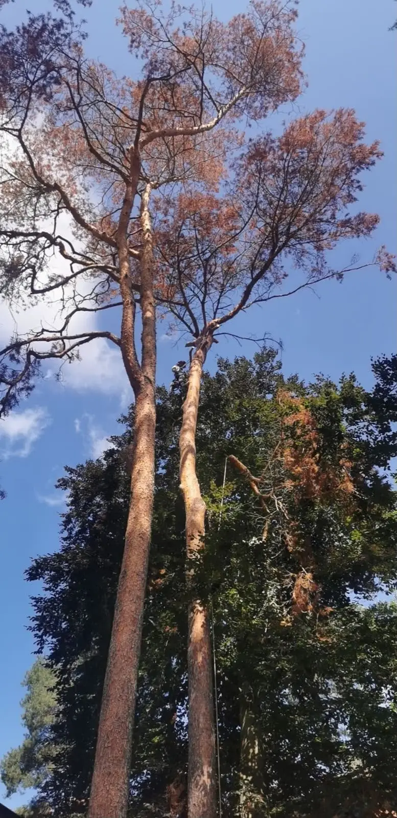 Zwei abgestorbene Kiefern mit braunen Kronen vor blauem Himmel