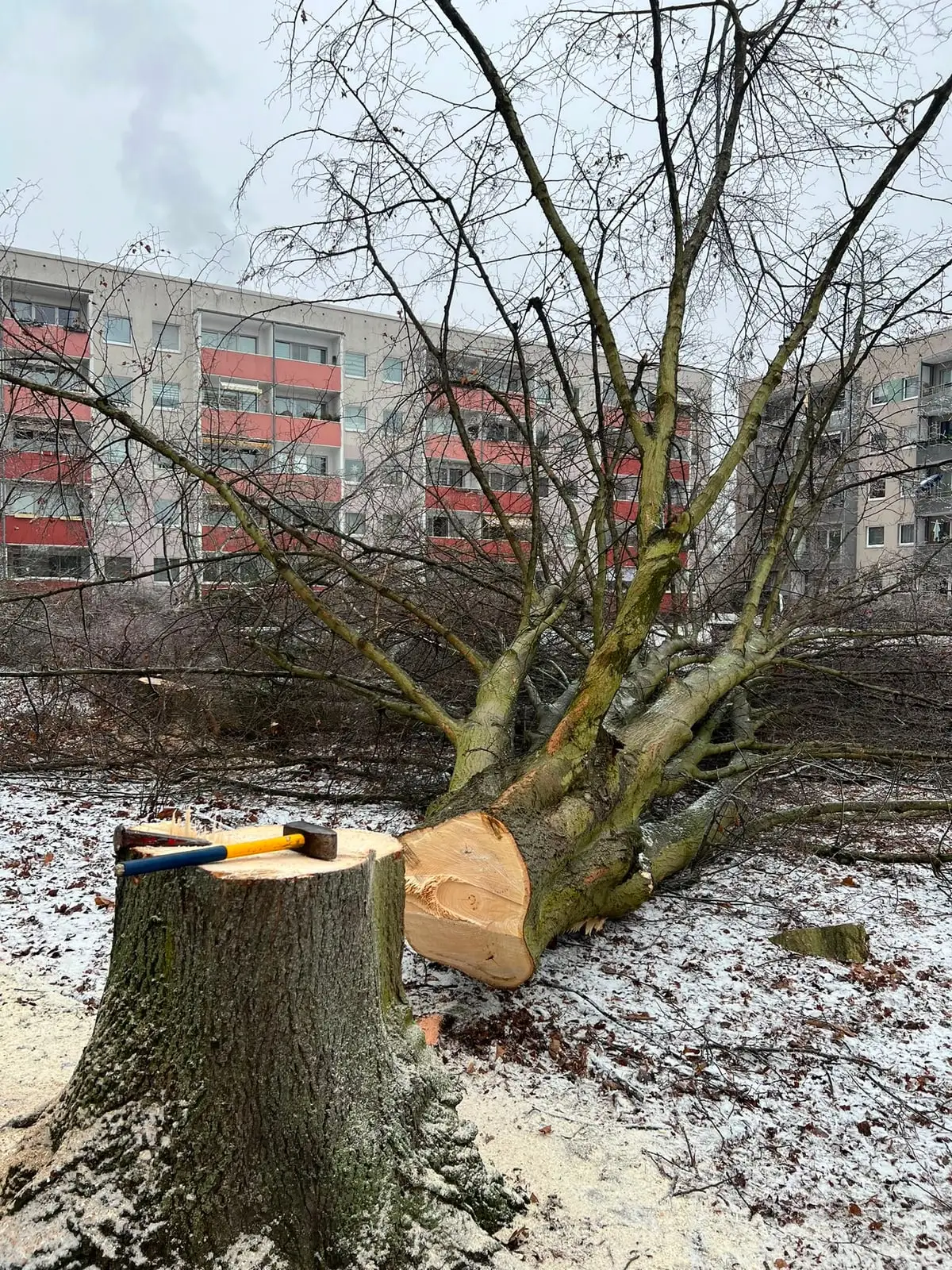 Gefällter Laubbaum im Winter vor einem Wohnblock, Fällkeile und Axt liegen auf dem Stubben