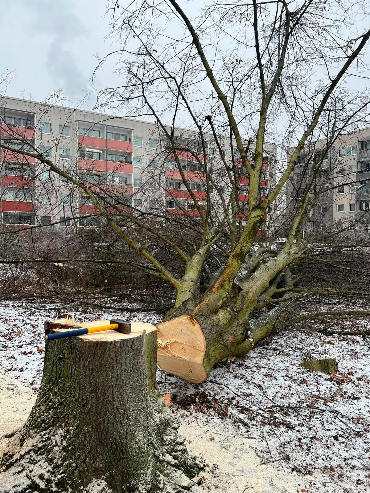 Gefällter Laubbaum im Winter in einem Wohngebiet, Fällkeile liegen auf dem Wurzelstock