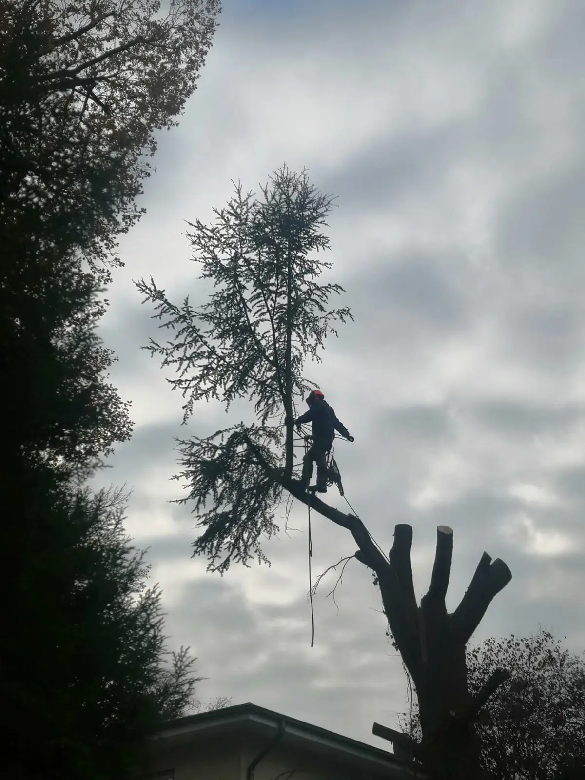 Silhouette eines Baumkletterers in der Dämmerung beim Abtragen einer Fichte über einem Haus