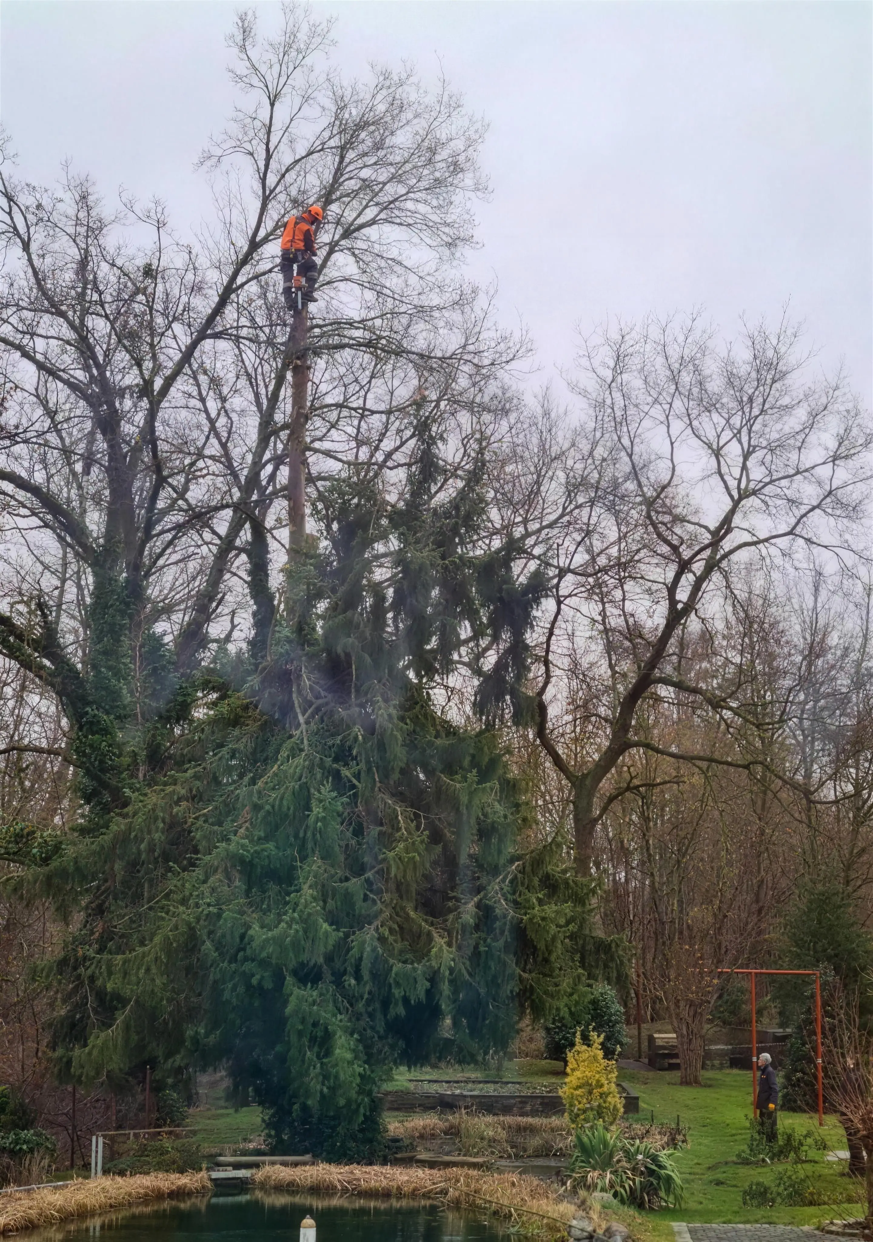 Baumkletterer schneidet in Seilklettertechnik eine hohe Kiefer im winterlichen Garten neben einem Teich zurück