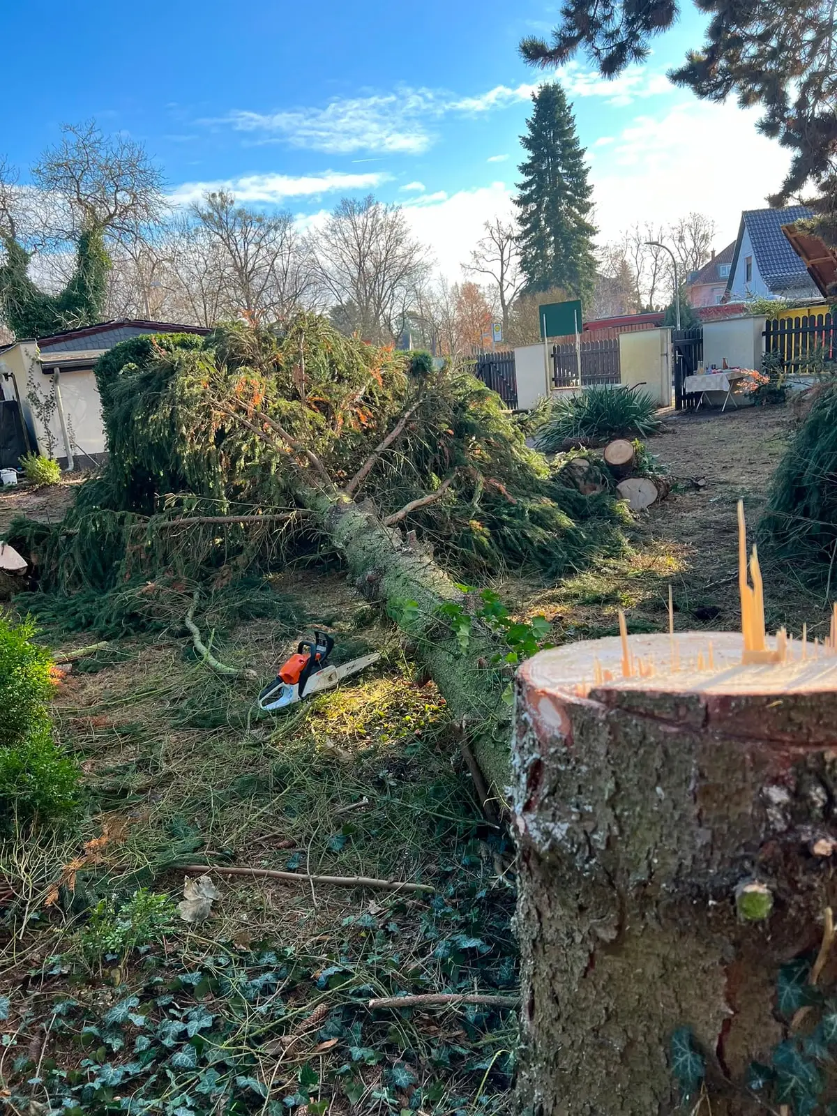 Gefällte Fichte liegt zerlegt im Hausgarten, im Vordergrund der frisch geschnittene Wurzelstock