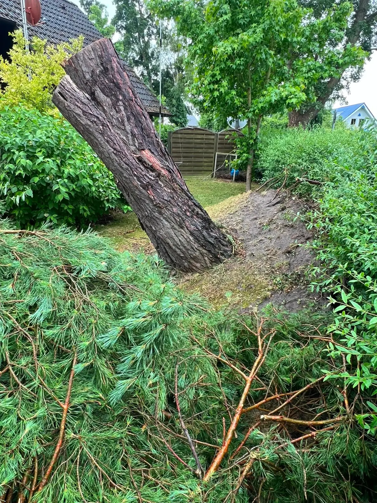 Abgesägter Kiefernstamm steht schräg zwischen Sträuchern im Garten