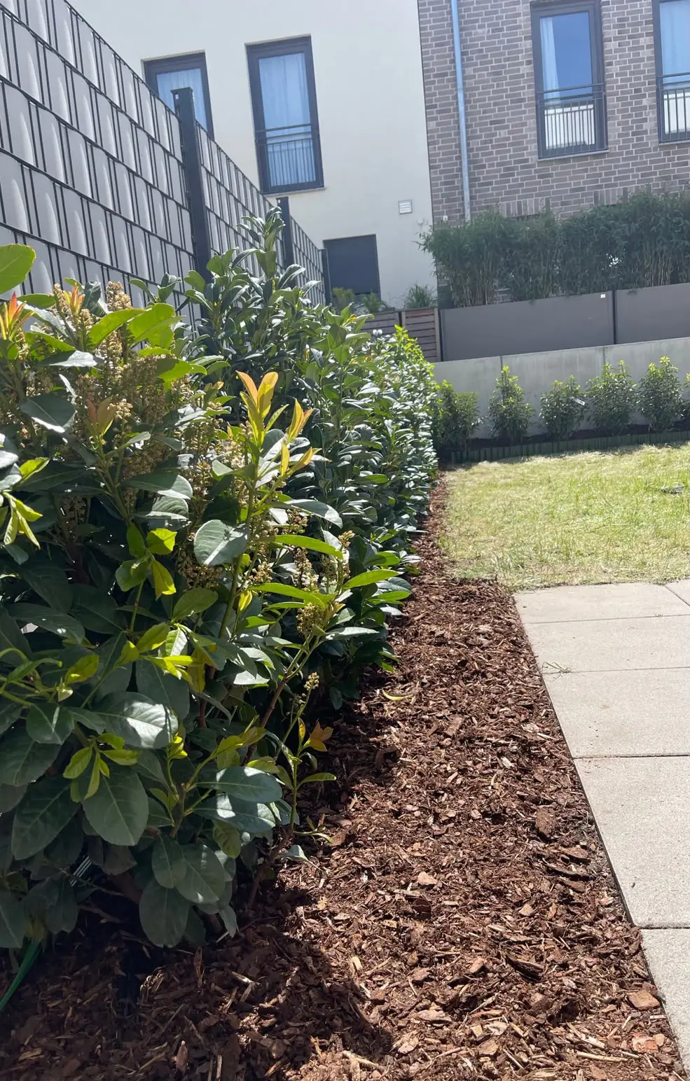 Frisch geschnittene Kirschlorbeerhecke mit neuer Rindenmulch-Beetkante