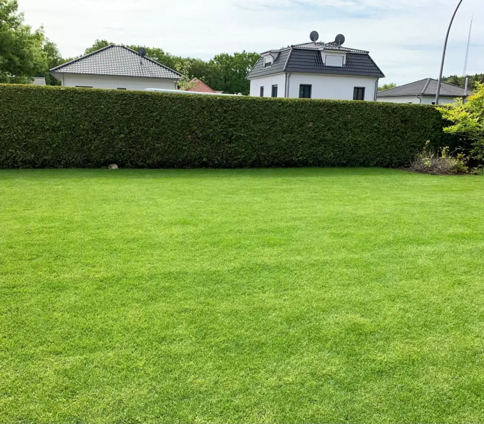 Frisch verlegter Rollrasen mit sauberer Kante zur Thujahecke