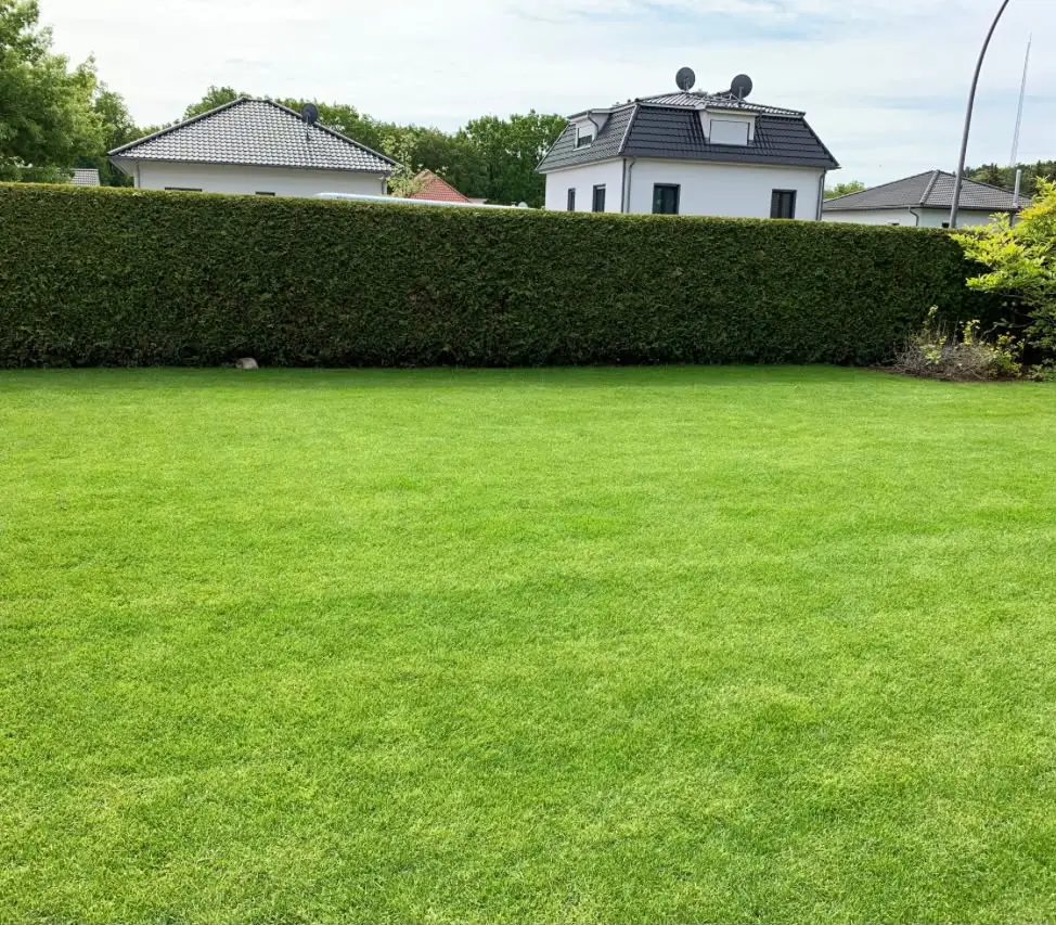 Frisch verlegter Rollrasen mit sauberer Kante zur Thujahecke