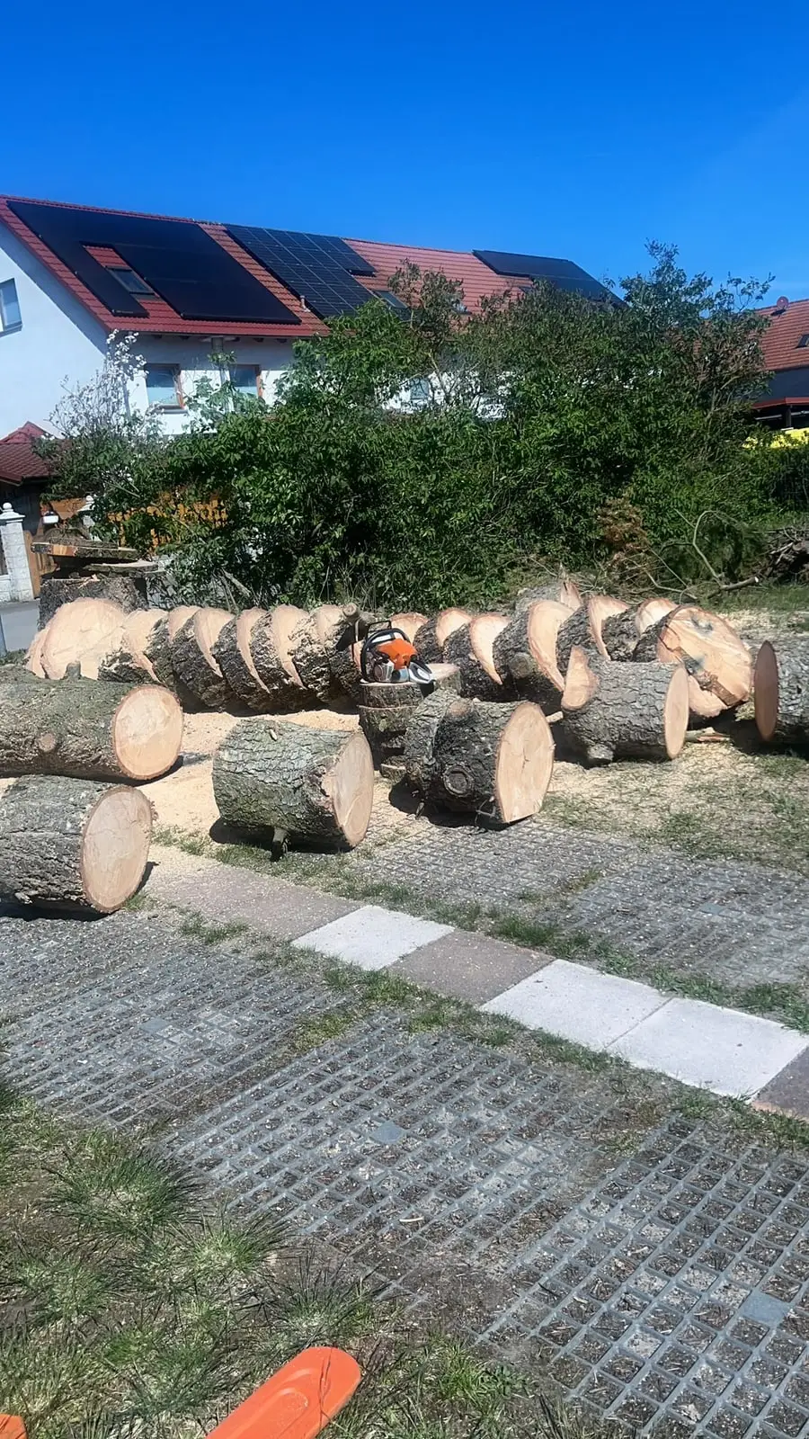 Reihen von Stammabschnitten auf einer gepflasterten Fläche vor einem Wohnhaus