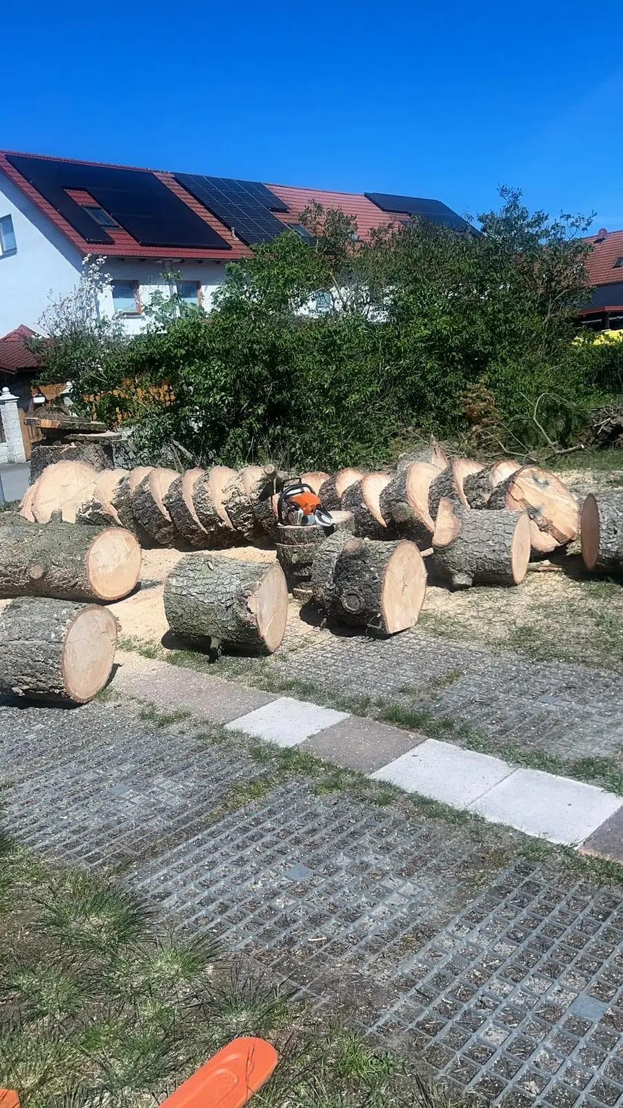 Zahlreiche Stammabschnitte eines gefällten Baums liegen sortiert auf einer Pflasterfläche